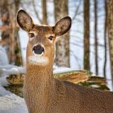 Deer Head_21472